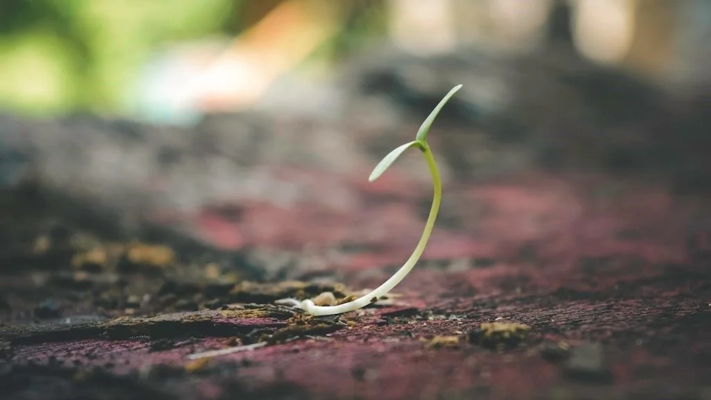 seeding plant